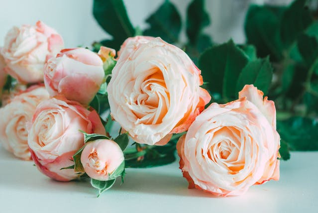 Lista completa das flores mais lindas do mundo